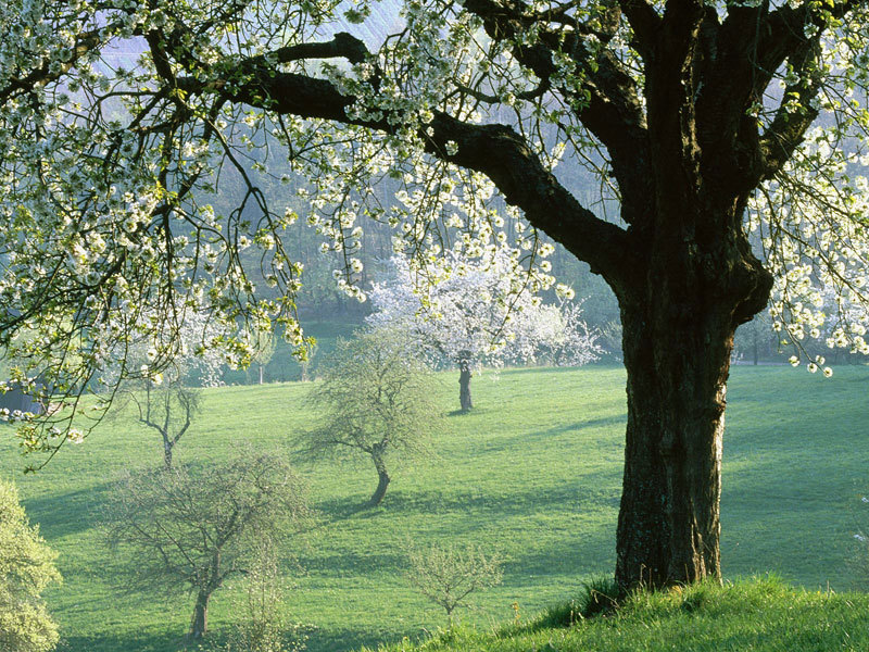 oh to be sitting in a quiet meadow under a tree on a sunny day