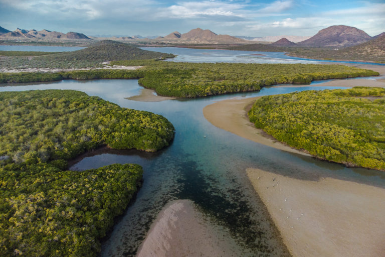 MongabayLatam's tweet photo. De acuerdo con la Comisión Nacional de Áreas Naturales Protegidas, el Estero El Soldado es el más saludable y floreciente en el extremo norte del Golfo de California. (6/7)

➡️https://t.co/bb4g1di2TV https://t.co/fbdKZRhsk0