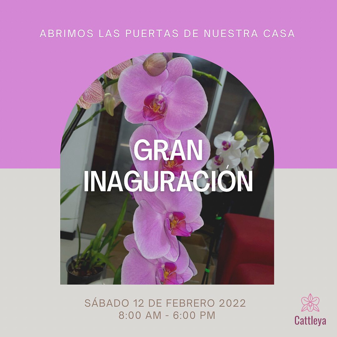 AngelesRS19's tweet photo. VAMOS A ABRIR EL PRIMER LOCAL DE ORQUÍDEAS Y PLANTAS SÚPER TOP EN PALMIRA Y NO PUEDO DE LA EMOCIÓN 😍🪴🌺 les agradezco un RT para que empecemos a difundir este día tan especial, les va a encantar, lo prometo 🙏🏻🥂🥳 la dirección la soltamos en esta semana 🙊📍 aquí hago hilo 👇🏻 https://t.co/b1KYoisx5E