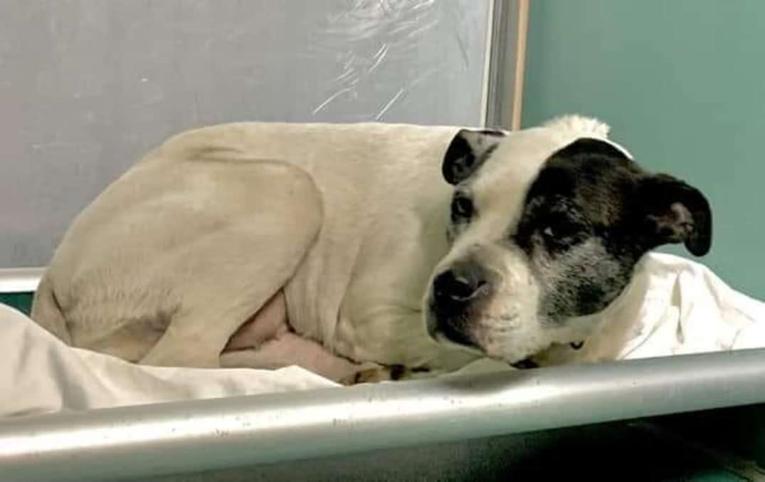 NMBewitched's tweet photo. 🆘️Anthony
#NYCACC
#135675
2/3💉
https://t.co/oId8dA28W9
Once again #NYCACC in all of their Wisdom has Separated &amp; Kill Listed one of a Bonded Pair
#When Rivera #135674 is walked to his Kennel he approaches the front with a soft body"
He Misses her
How Cruel
#Pledge #Foster https://t.co/N66LTN93sL