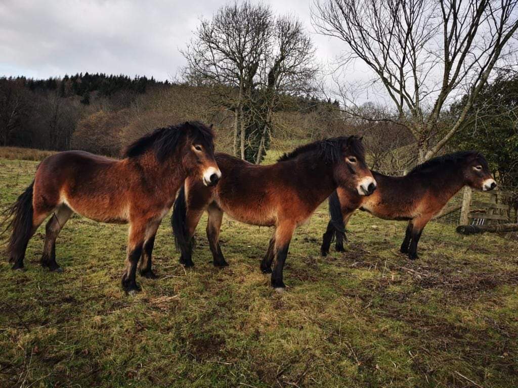 longbyres's tweet photo. The three musketeers.. Ashgill, Atlas &amp; Blencathra
A brilliant photo taken by our guests over the weekend 📸 🐎
#exmoorpony https://t.co/ldDVr7MKus