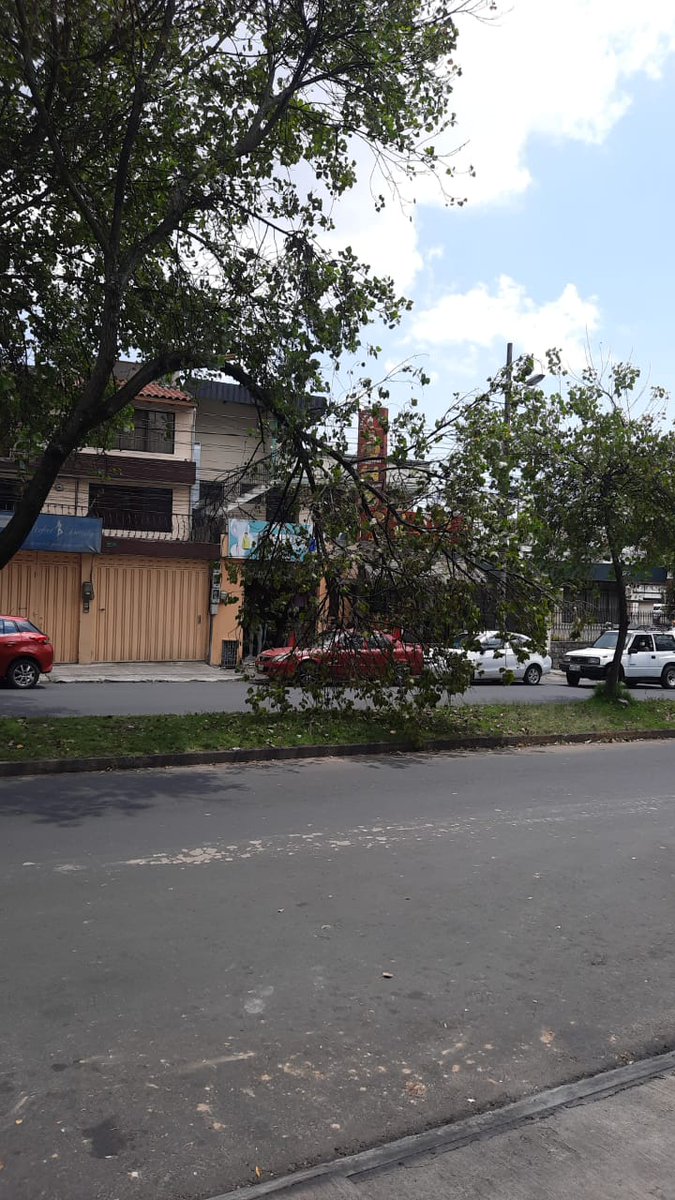 CyndiSoria's tweet photo. @santiguarderas @MunicipioQuito @EmAseoQuito por favor realizar mantenimiento de los árboles en la Av. Real audiencia y Manuel murialdo antes que pase una desgracia, gracias por su atención https://t.co/NqKrZJ41nd