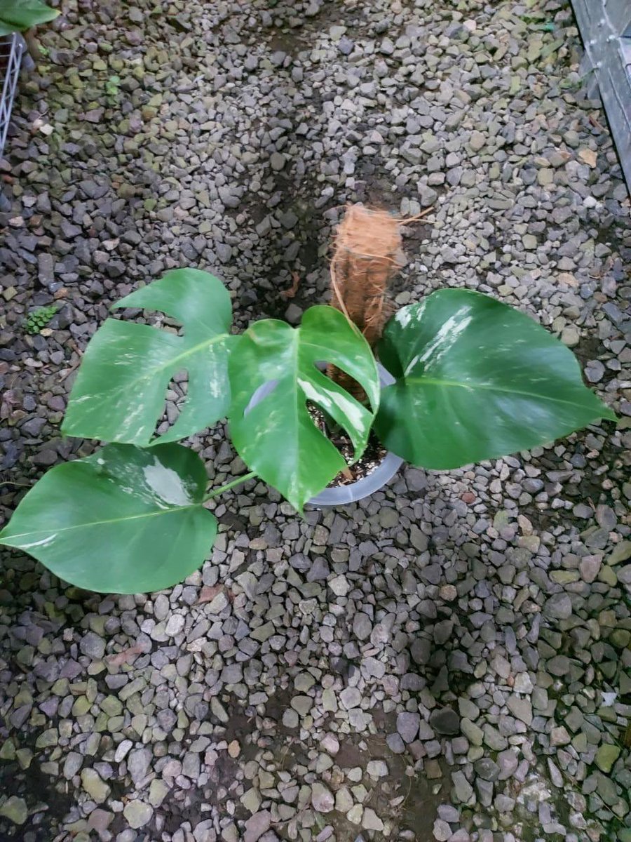 Monstera varigata 2 pot

#monstera#monsteravarigata#planttwitter#garden#plantshopping#shippingwithus#internationalshipping#indonesiaplant