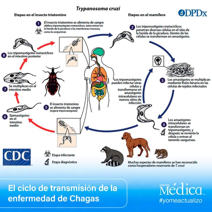 ♻ El ciclo de transmisión de la enfermedad de Chagas‼️

📘 Artículo de Revista atención médica febrero 2022✔️

#EnfermedadChagas