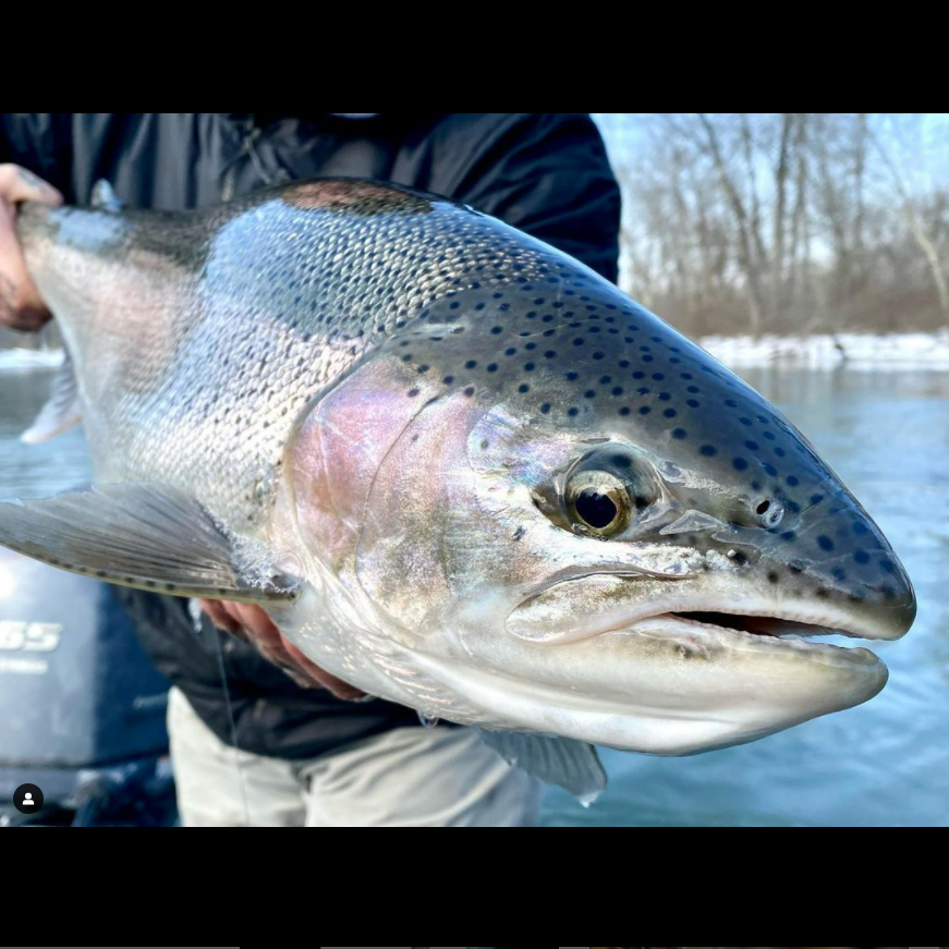 SnowbeeUSA's tweet photo. Great Steelhead Shot 
@capt.edmccoy A beautiful Spring Hen from earlier this week. If you believe in the predictive power of the Groundhog’s Shadow, we have 6 more weeks of Winter. 
:
#mangledfly  #fishitwell #toolsofthetradeloon #releasethewild #steelhead #puremichigan https://t.co/lRaV0y3byu