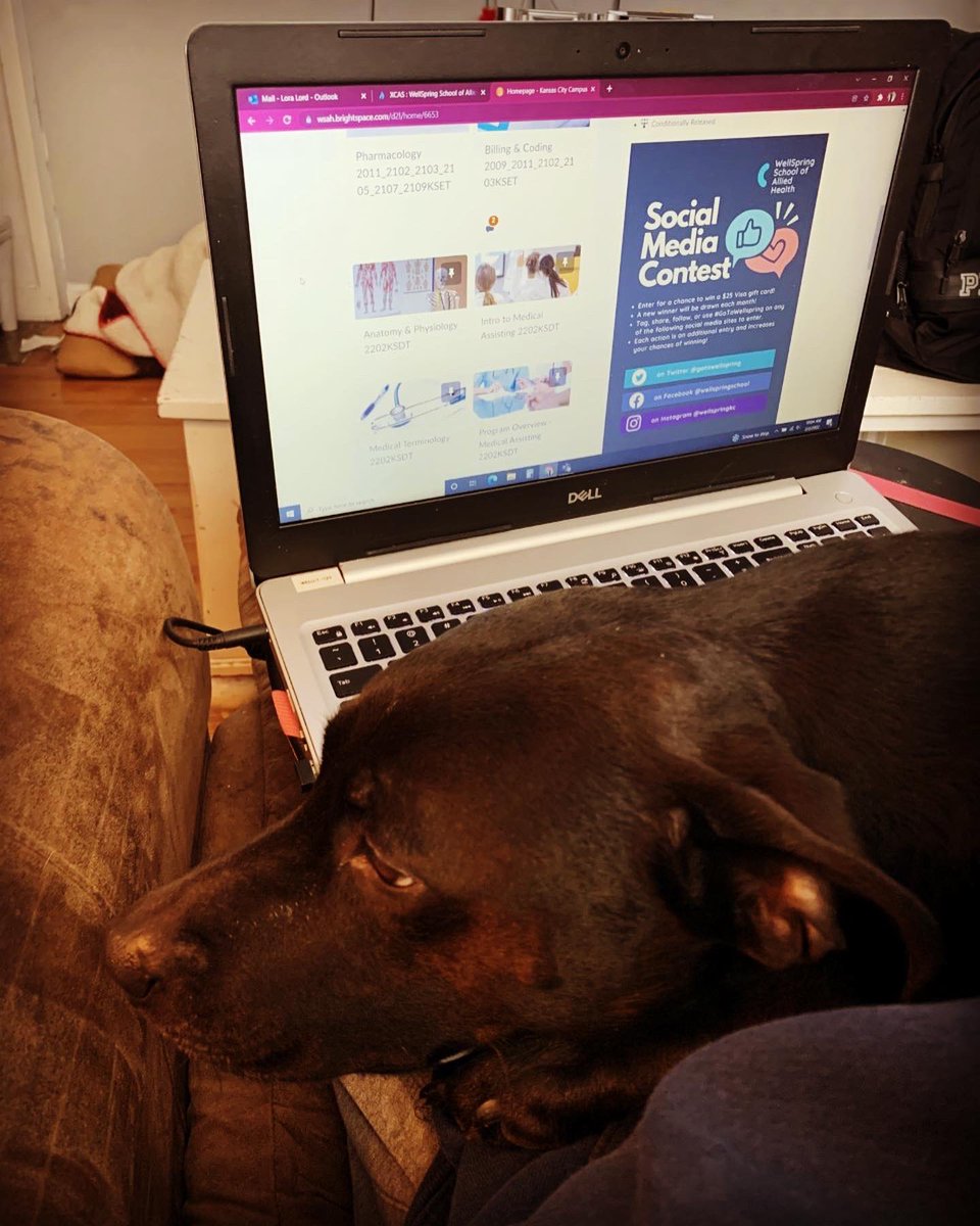 gotowellspring's tweet photo. While the WellSpring campus is closed today due to the snowstorm, our staff is still working from home - with a little  help from their pets! We hope everyone is staying safe and warm! https://t.co/buVQP8egjg