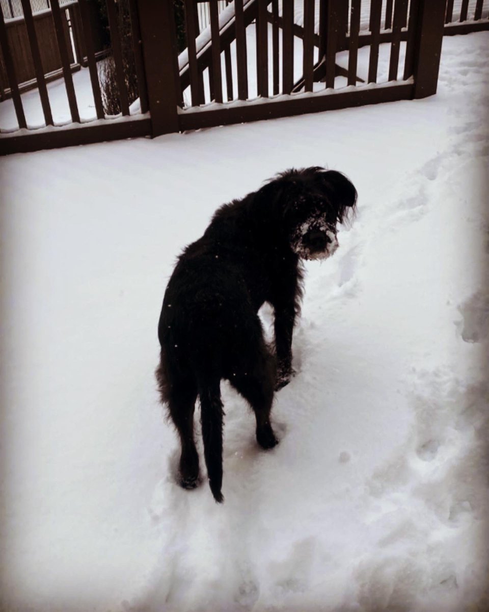 gotowellspring's tweet photo. While the WellSpring campus is closed today due to the snowstorm, our staff is still working from home - with a little  help from their pets! We hope everyone is staying safe and warm! https://t.co/buVQP8egjg