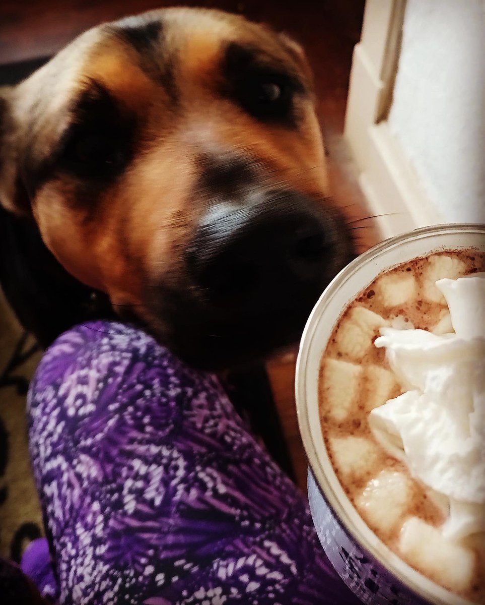 gotowellspring's tweet photo. While the WellSpring campus is closed today due to the snowstorm, our staff is still working from home - with a little  help from their pets! We hope everyone is staying safe and warm! https://t.co/buVQP8egjg
