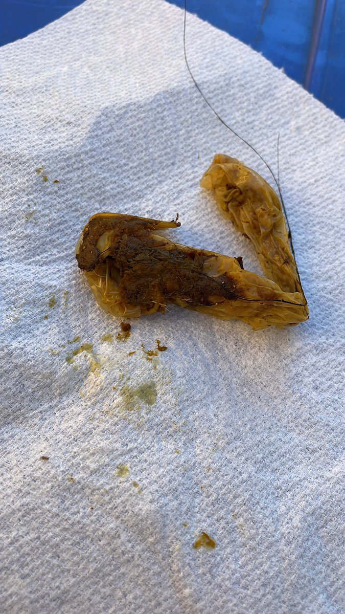 Chazekiel's tweet photo. Mom finds this in my dogs bed this morning, was wondering wtf he shit out.  She unravels it and it’s a fckng rubber…L.O.L.  That’s a weird ass conversation to have with your mother over a morning cup of coffee. https://t.co/Riztqbm8TU
