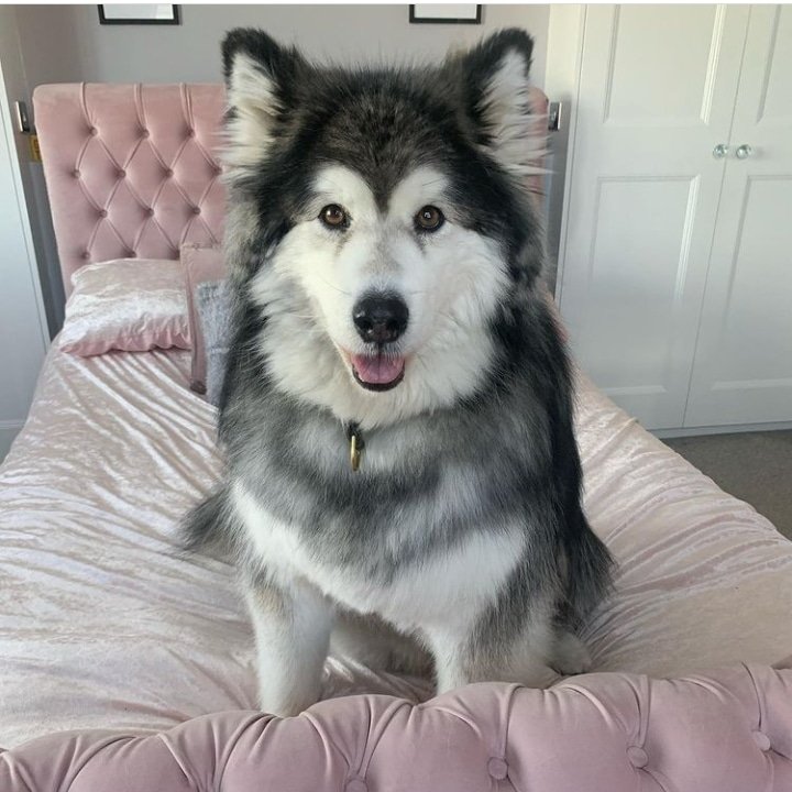 husky_mis's tweet photo. Nice bed😍🐕
#dogsoftwitter #dogs #dogeon #doge #dogelon #DogsBehavingVeryBadly #DogeZilla #DogeKing #dogelonmars #mis_husky_07_family #NewYorkCity https://t.co/KPWIdeLrx9