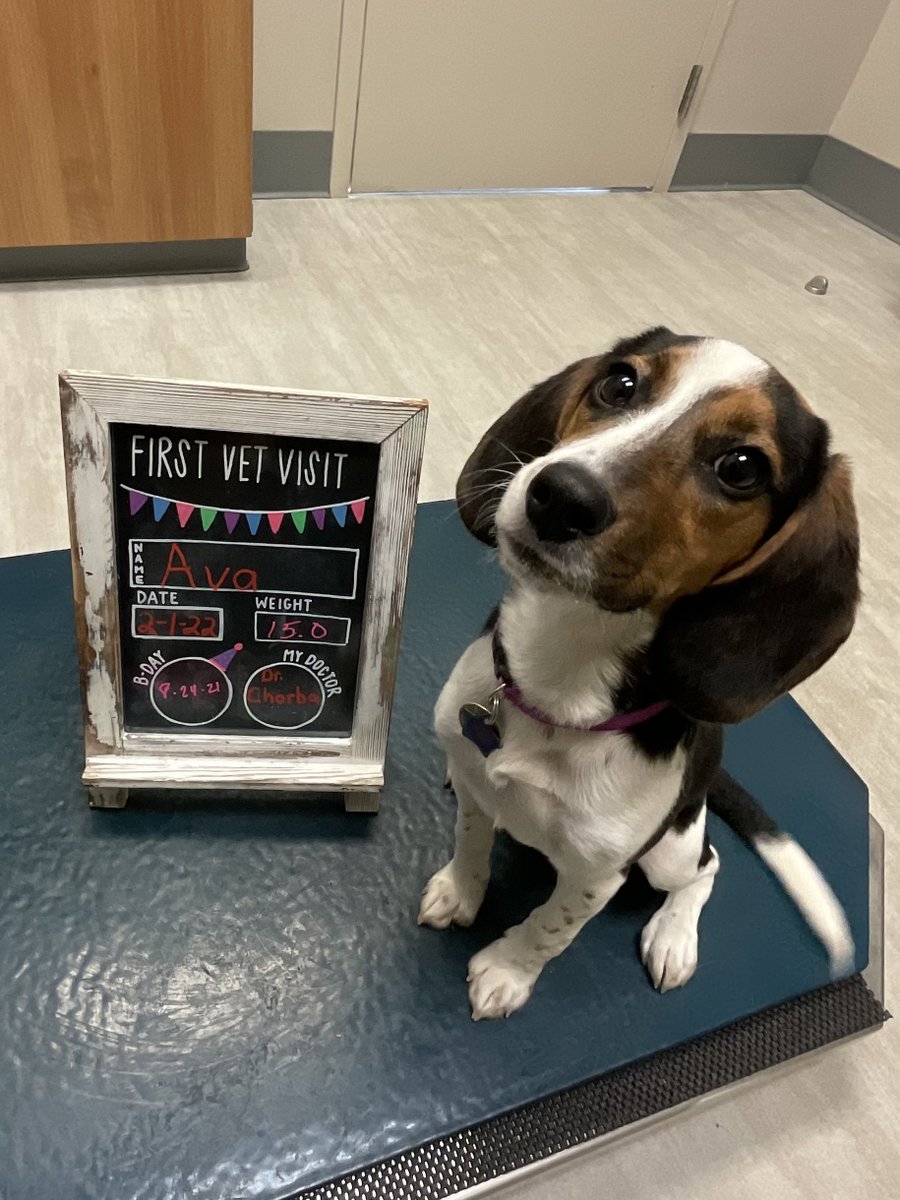 BartelsBusack's tweet photo. Happy Wet Nose Wednesday! #FirstVetVisits #Bo #Ava #BraveKids https://t.co/DgGad9YJqV