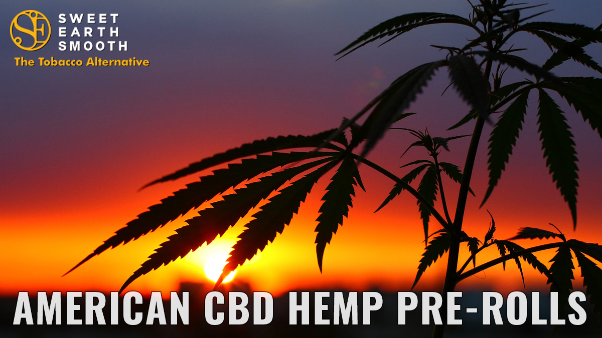 SweetEarthHemp's tweet photo. Sweet Earth Smooth Hemp Pre-Rolls are non-GMO and contain no pesticides, herbicides, or chemical fertilizers. 

Our product is 100% Nicotine and Tobacco Free.
Try The Tobacco Alternative. 
Shop https://t.co/QMoU8bLYe8

#CBD #Oregon #cbdproducts #prerolls #CannabisCommunity #Hemp https://t.co/neyCOo8ORF