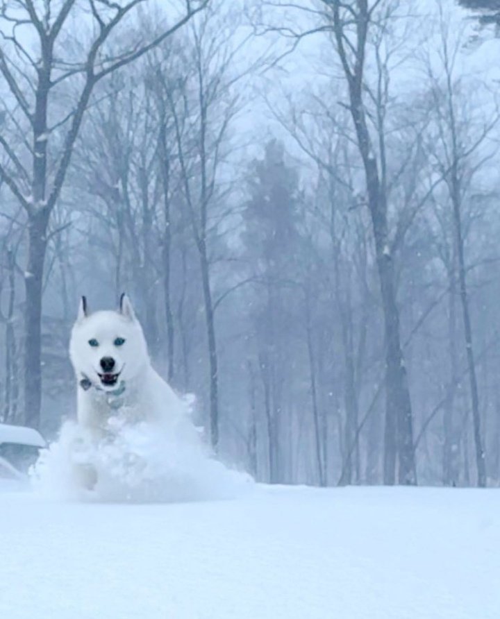 husky_mis's tweet photo. Nice place 😍🐕
#dogsoftwitter #dogs #dogeon #doge #dogelon #DogsBehavingVeryBadly #DogeZilla #DogeKing #dogelonmars #mis_husky_07_family #NewYorkCity https://t.co/yaznc77qrq