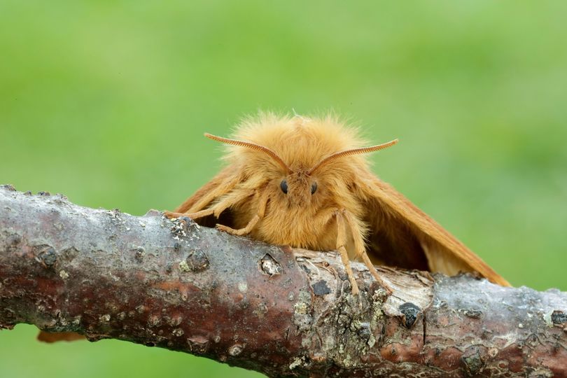 savebutterflies's tweet photo. Today is #WorldWetlandsDay. One moth you might find in fenland is the very attractive Oak Eggar, which gives us just the excuse we need to share this awesome photo again!
Find out why wetlands are important for butterflies &amp; moths here: https://t.co/kn9Uh2edQX 
📷 Iain Leach https://t.co/ajSScIgzX7