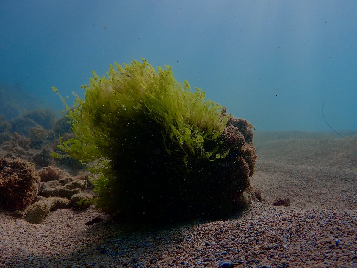 HanaumaOutreach's tweet photo. Kilo Wednesday (2.2.22): 

I spotted a green seaweed that I havenʻt seen in the Bay before. I believe its a Reticulated Seaweed? according to the basic details (seaweed blades are ribbon-like, pockmarked with holes of any size and shape). 

#UHSeaGrant #MLCD #HBEP #kilowednesday https://t.co/gPf4tkXFdN