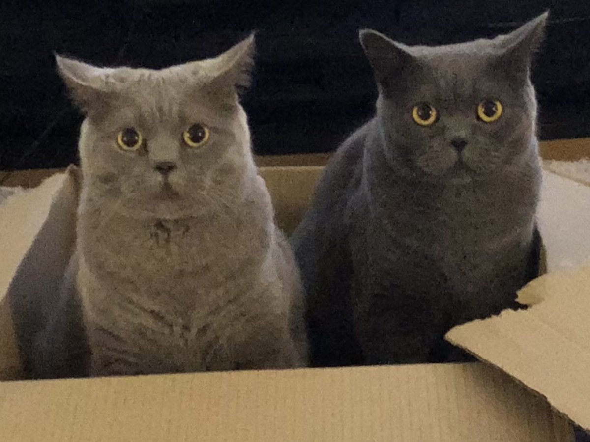 Cats in a box! #cats #CatsOfTwitter