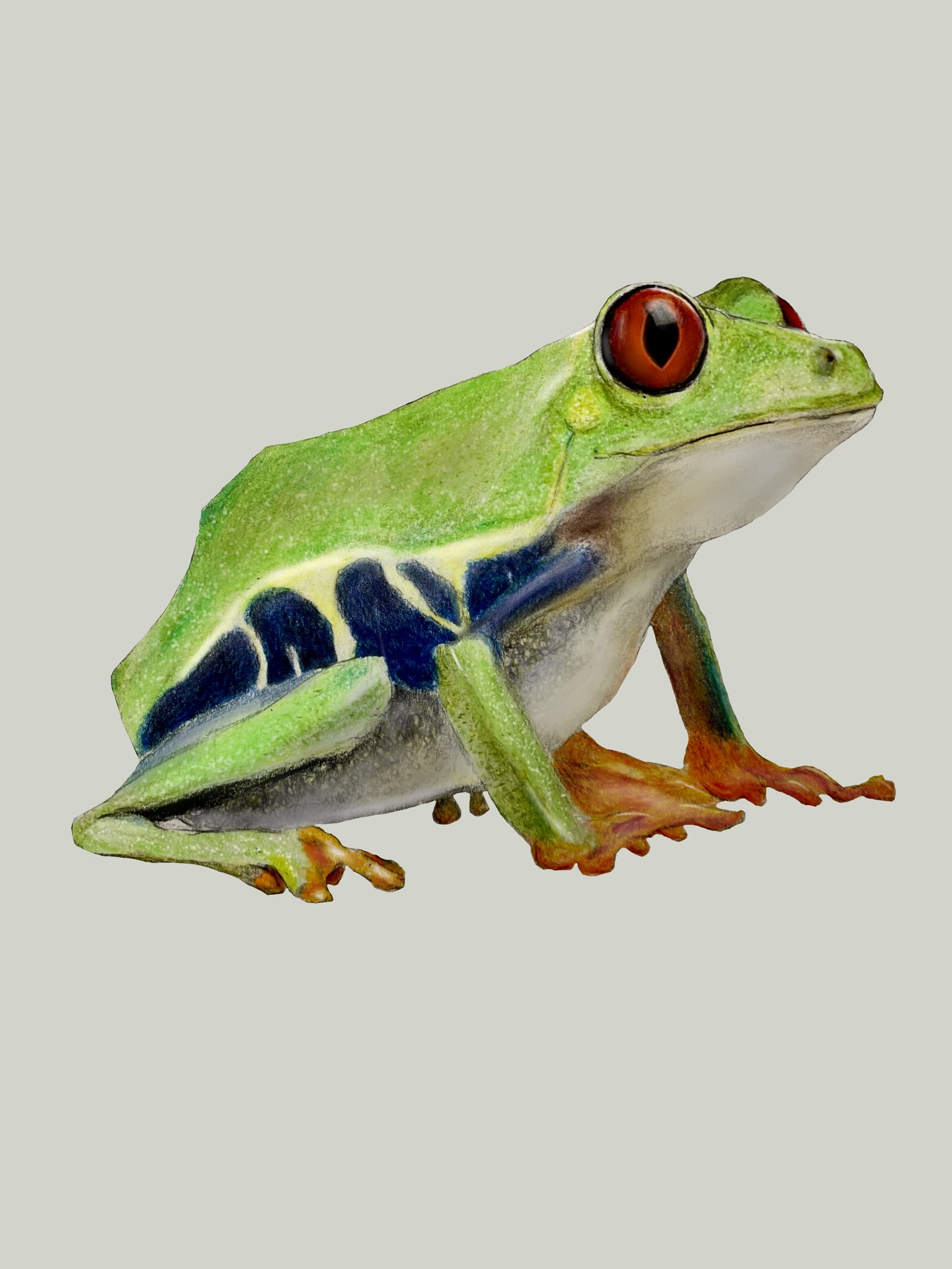 توییتر しょうざゑもん در توییتر アカメアマガエル 描き直しました 絵描きさんと繋がりたい アカメアマガエル イラスト 色鉛筆 アナログ 蛙 カエル かえる 描いてみた Illustration Art 絵 色鉛筆画 赤目アマガエル 両生類 絵描き リアル 写実画 توییتر しょうざゑもん در توییتر アカメアマガエル 描き直しました 絵描きさんと繋がりたい アカメアマガエル イラスト 色鉛筆 アナログ 蛙 カエル かえる 描いてみた Illustration Art 絵 色鉛筆画 赤目アマガエル 両生類 絵描き リアル 写実画