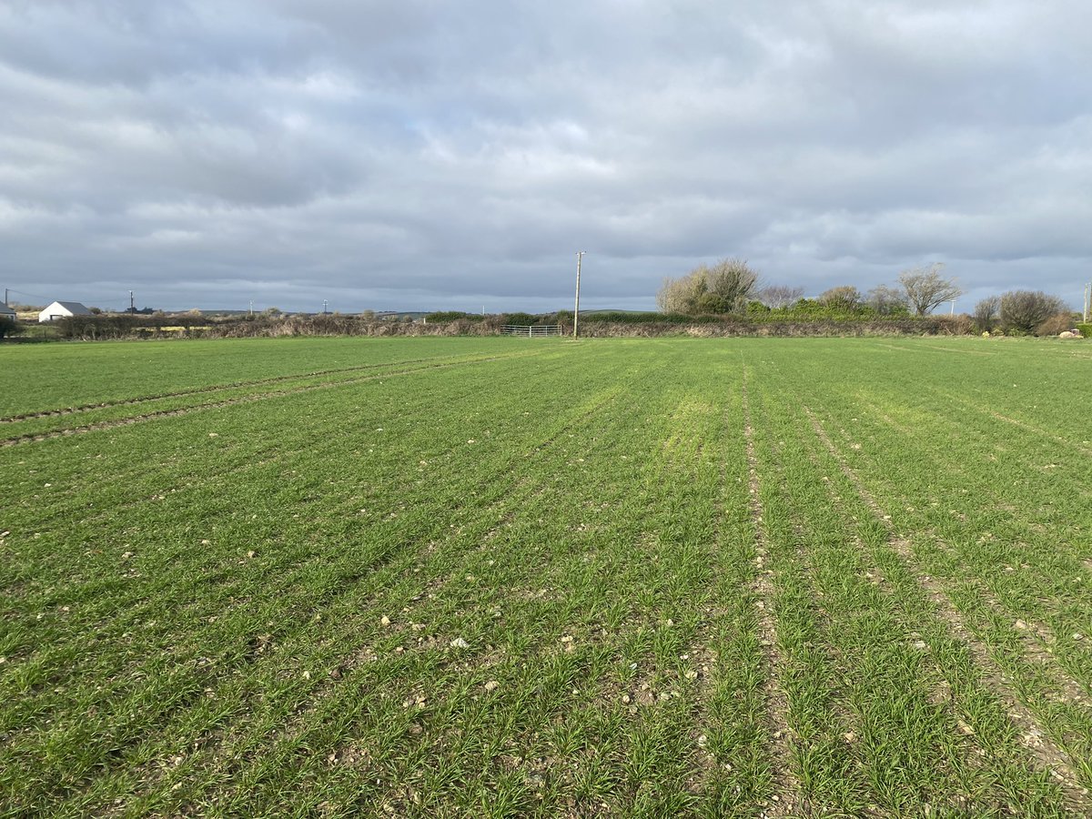 Patches of Manganese deficiency showing up in winter wheat in the usual high pH areas (pH 8). New growth is creating nutrient demand. 5kg/Ha of Manganese Sulphate was applied this morning.