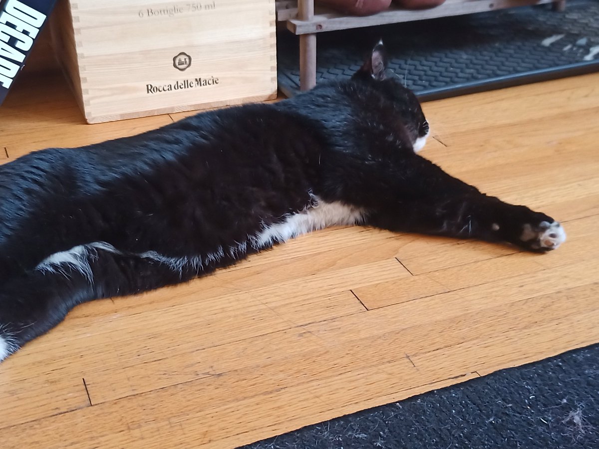 CuratorSys's tweet photo. Mango, the cat who wandered in, and his beans! https://t.co/vW1wVQ1maN