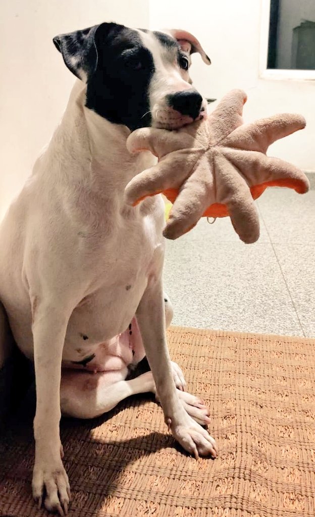 robthebobbie's tweet photo. And then some others who don't grow up #puppiesareforever https://t.co/K4yqtfQKYD