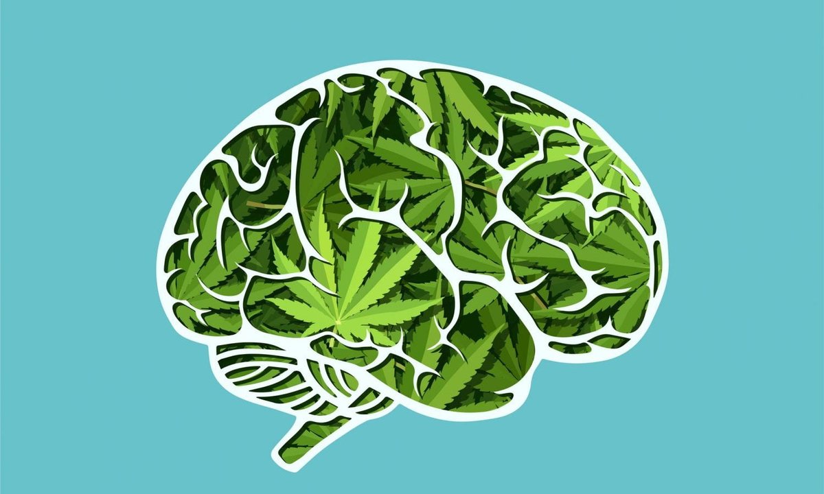 MOCannaHub's tweet photo. Can #Cannabis Prevent &amp; Treat #Concussions? @NFL  Gives Researchers $500,000 To Find Out - 
Read more #OnMOCannaHub:
https://t.co/zGPlnU35q3

@cannabisrevival #Revival98 #CannabisIsMedicine https://t.co/UE3UWbCeRi