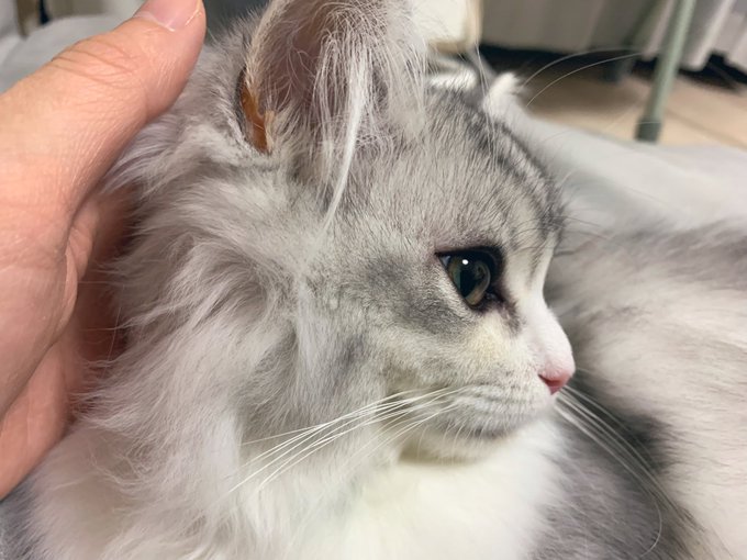 オードリー ヘプバーンみたい なんて美形猫ちゃん 彼女感がすごい 美麗な猫ちゃんにほれぼれする人続出 ねとらぼ