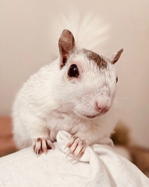 SylvanSport tweet media