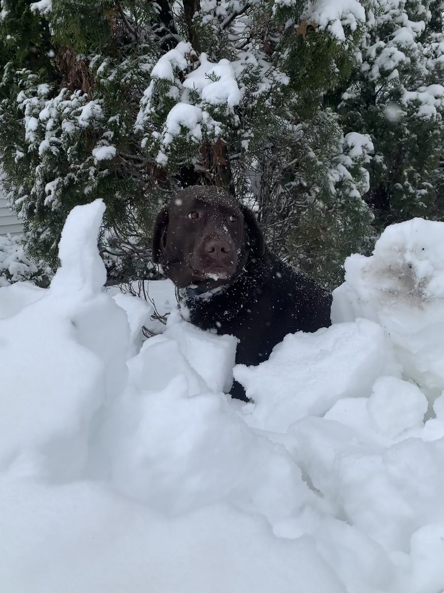The plow came! I love the snow. I think I’ll make snow angels soon. How are you spending your snow day? ❄️🐾💕 #dogsoftwitter <a href="/GuestElementary/">Guest Elementary</a> <a href="/WalledLkSchools/">Walled Lake Schools</a> <a href="/HouseMonica/">Monica House</a> #snowmageddon #SnowDay