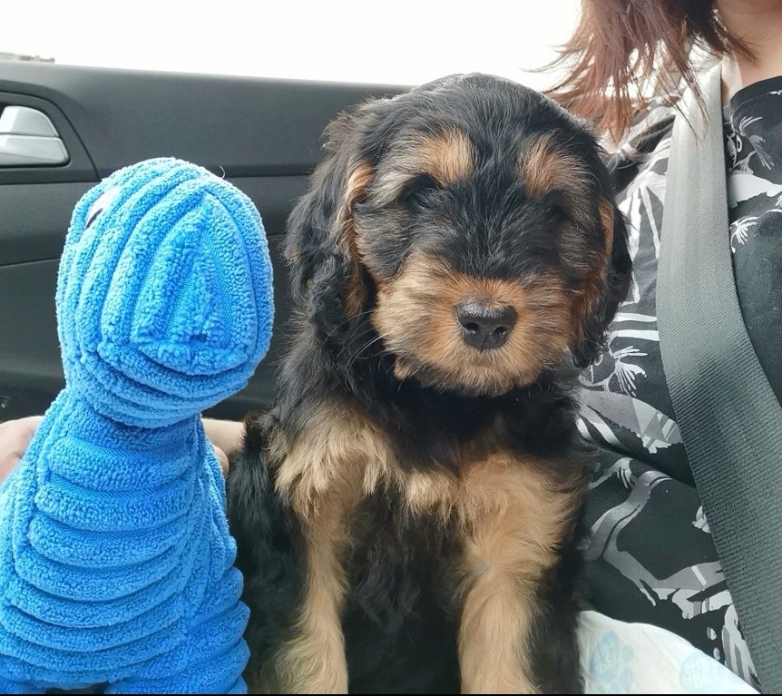 Lorrain05617625's tweet photo. Puppy Day
@S2kph0t0graphy and I managed to keep it a surprise for the kids. A truely beautiful moment when a kid meets his dog 😍
#dogsoftwitter
#cockapoo
#8week https://t.co/tVSWjDP13r