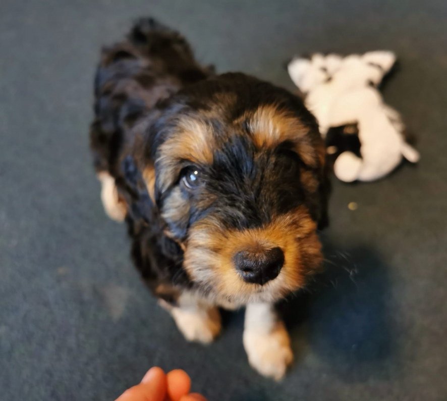 Lorrain05617625's tweet photo. Puppy Day
@S2kph0t0graphy and I managed to keep it a surprise for the kids. A truely beautiful moment when a kid meets his dog 😍
#dogsoftwitter
#cockapoo
#8week https://t.co/tVSWjDP13r