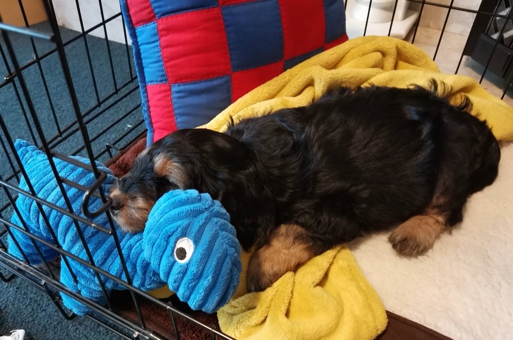 Lorrain05617625's tweet photo. Puppy Day
@S2kph0t0graphy and I managed to keep it a surprise for the kids. A truely beautiful moment when a kid meets his dog 😍
#dogsoftwitter
#cockapoo
#8week https://t.co/tVSWjDP13r
