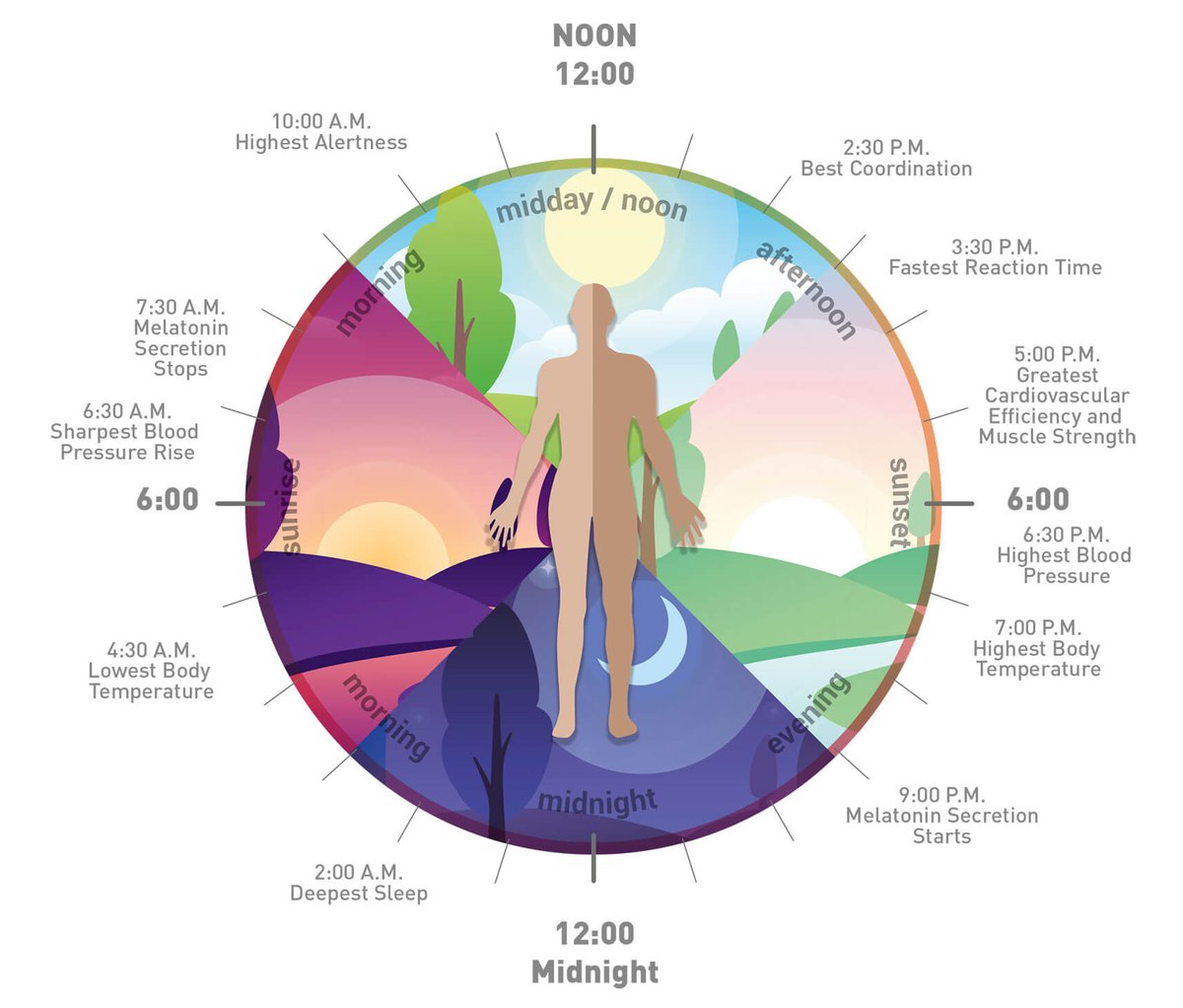 Your Circadian Rhythm (CR) is your body’s 24-hour rhythm controlled by an internal clock.Circa - approximately. Die - day. Circadian.Your CR responds to light changes in your environment and communicates these changes internally to regulate biological functions.