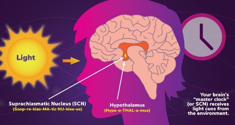 the CR functions by the secretion of hormones Cortisol and Melatonin which are regulated by the Suprachiasmatic Nucleus (SCN) in the hypothalamus in the brain. The biological clock.The SCN receives input from light-sensitive proteins called Melanopsin in neurons in your retina.