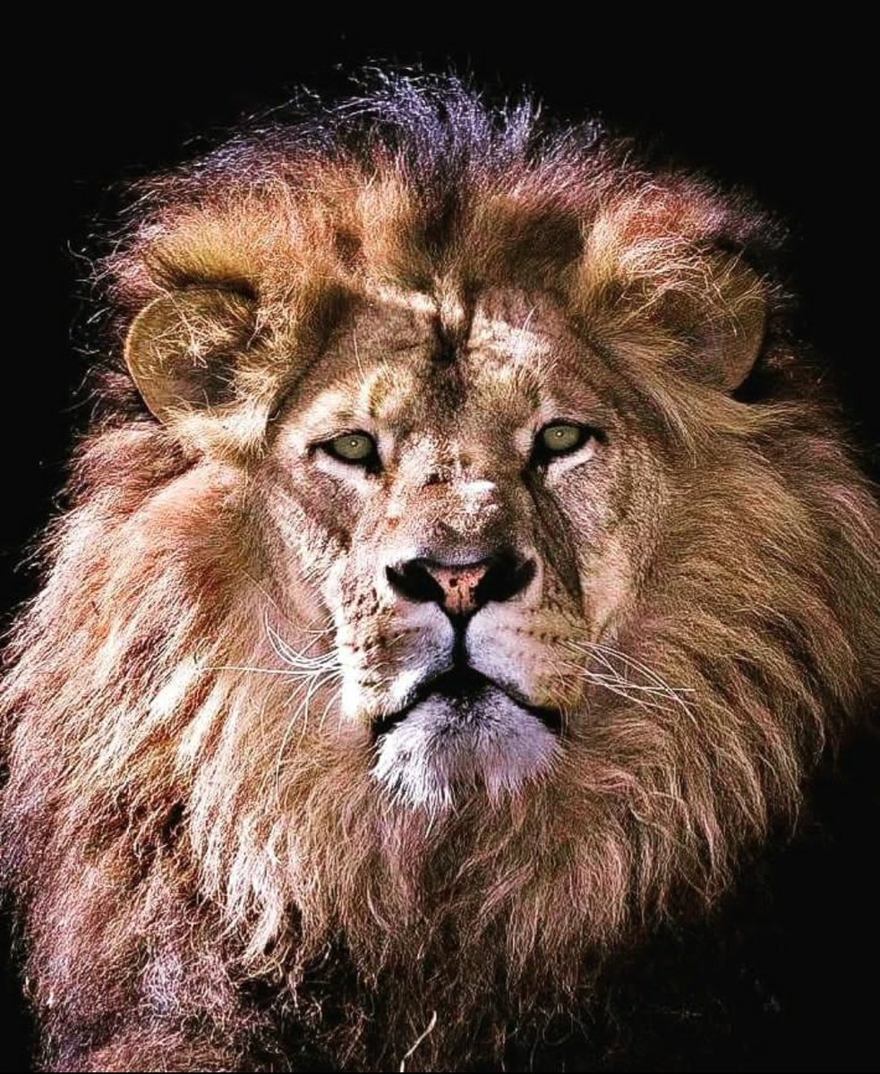 Kings Rule
Kings Endure 
Kings Win 
#Cameroun #CAN2021