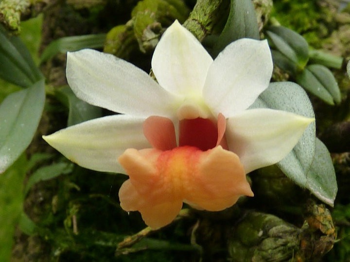 In den Bergwäldern Asiens in Höhen zwischen 700 und 2100 Metern wächst dieser warm bis kalt wachsender Epiphyt.

Die ursprüngliche Heimat liegt im Himalaya, Südchina, Myanmar, Thailand, Laos und Vietnam.  #Dendrobium #Dendrobiumbellatulum #Naturform

orchideenhobby.de/dendrobium/den…