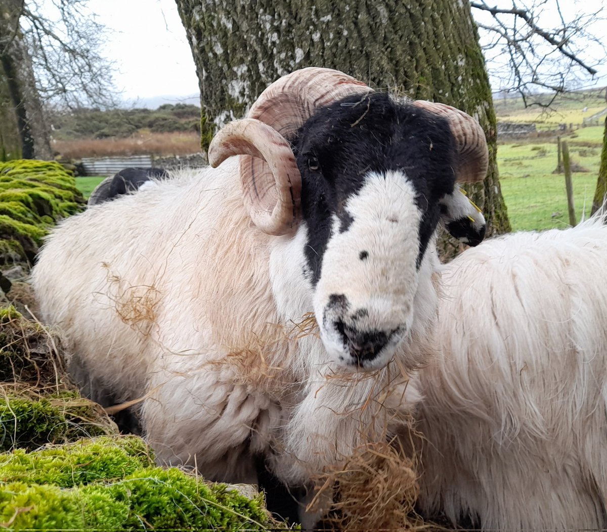 Ivycottagebaker's tweet photo. @NikitaJGarner any good, all my own pictures no worries there.
#RoughFell #sheep https://t.co/1PeFVWxP1p