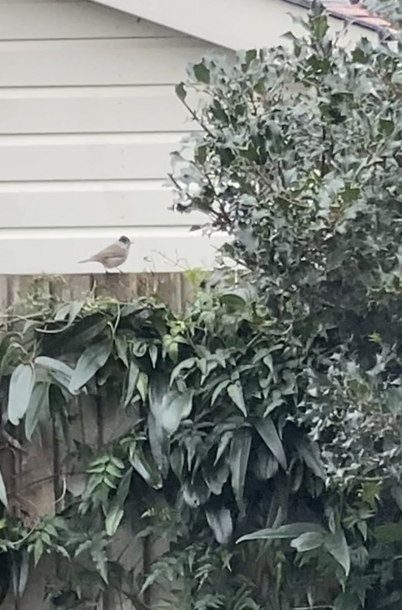 TobyWardWT's tweet photo. Our resident wintering #Blackcap (there’s a female too). Amazes me every time they visit (multiple times a day!). https://t.co/SUhGdLLSRh