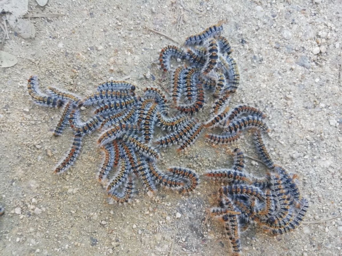 Ya están aquí. En este caso esta imagen la han recogido hoy mismo los #AgentesForestalesCM 🌿 en #Rascafría.

Cuidado con los más pequeños de la familia 🧒👦 y también con vuestros perros 🐶 .

#MadridProtegido 
#ASEM112