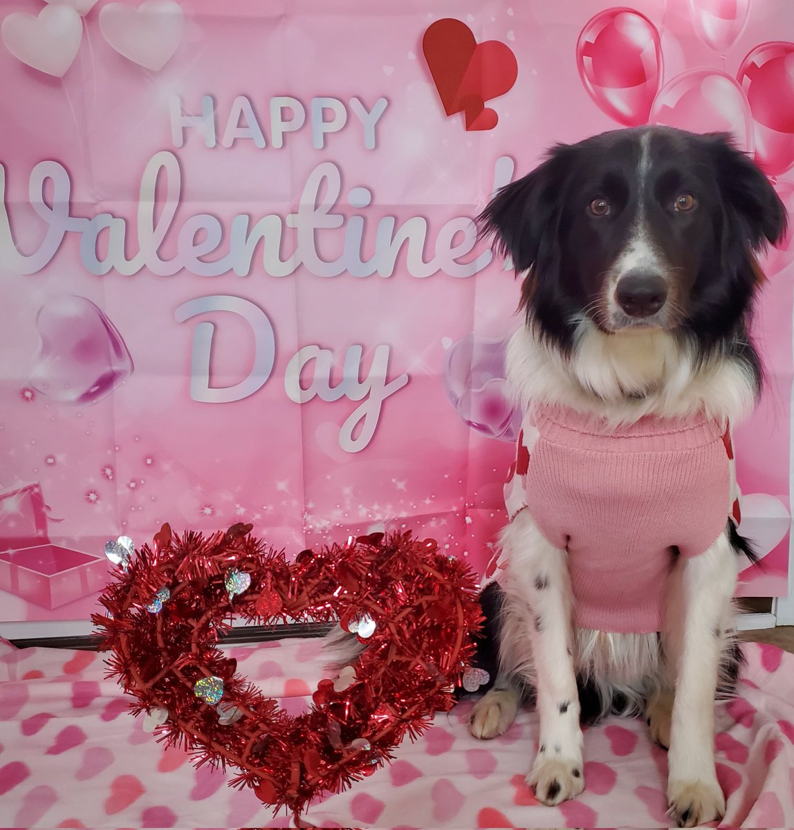 Duz anyone wanna be my Valentine? 🐾💕
#bemyvalentine 
#dogsoftwitter