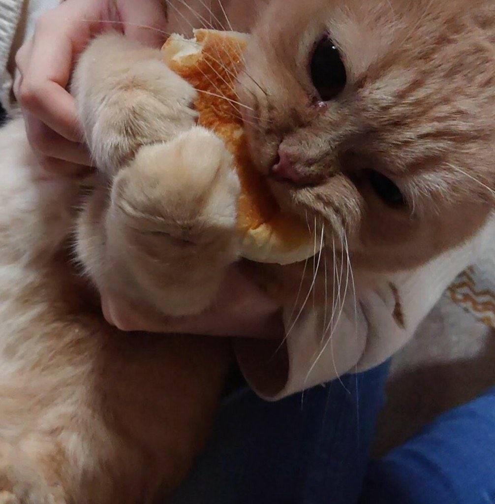 Кот булочка