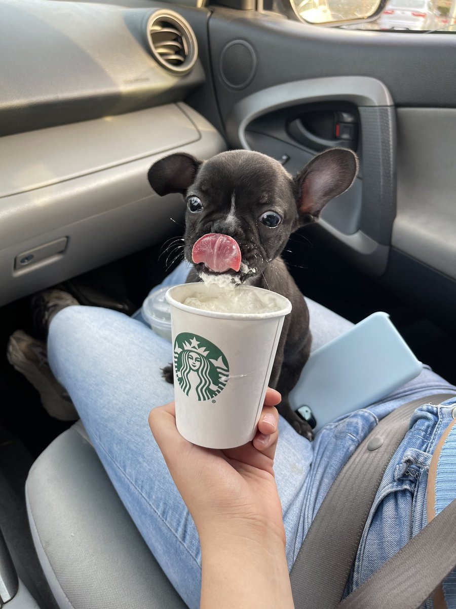 DogsofInstagram's tweet image. When the pupcup hits. #dogsofinstagram #pupcup #greatpetliving