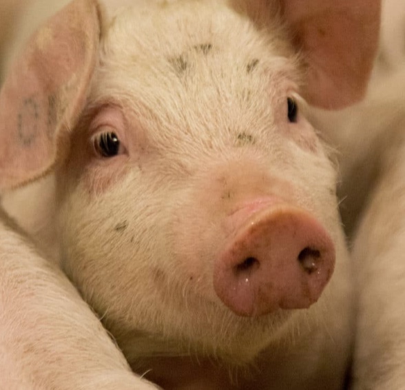 Hurra! <a href="/Venstre/">Venstre</a> <a href="/SVparti/">SV</a> <a href="/Hoyre/">Høyre</a> <a href="/Partiet/">Miljøpartiet De Grønne (MDG)</a> <a href="/frp_no/">Fremskrittspartiet</a> <a href="/Raudt/">Rødt</a> vil forbedre forholdene for norske griser! 

Dette var på tide. Skjerpings, <a href="/Arbeiderpartiet/">Arbeiderpartiet</a>
og <a href="/Senterpartiet/">Senterpartiet</a>, som ikke støttet forslaget. 

stortinget.no/no/Saker-og-pu…