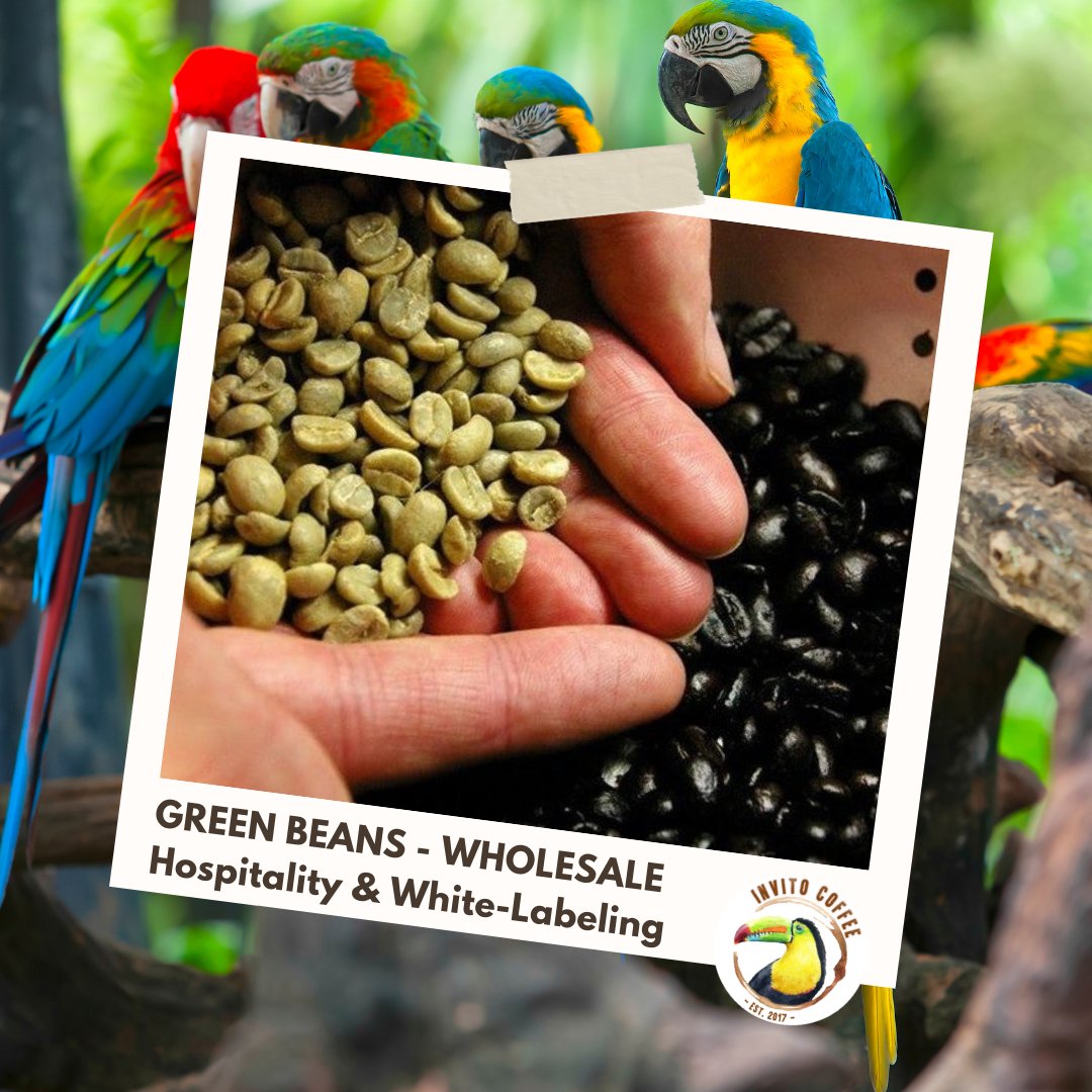 InvitoCoffee's tweet photo. ☕️ INVITO IS GREEN ☕️ #DYK that INVITO offers green beans for wholesale? If you are keen to get roasting, launch your own business, or are looking to work with us white-labeling your own blend: 
https://t.co/4OxZcJY7I5 #greencoffeebeans #singleorigin #coffeeroaster #coffeelove https://t.co/39scMAEM2W