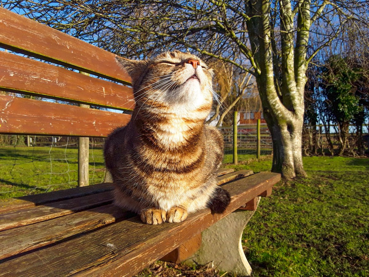 chris_alpacas's tweet photo. Just got round to posting my favourite January photos. Have a lovely evening all from us here in #thefens #GoodEvening #January #myfavourites #myanimals #CatsOfTwitter https://t.co/bUFC7C5tUs