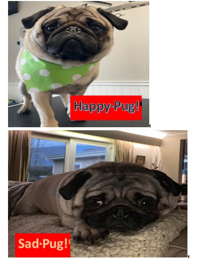 brown12_kate's tweet photo. What's the difference between these two pictures? We have a Sad Pug not wearing a Bodacious Bandana from @BodegaBargN and a Happy Pug wearing his #BodaciousBandanas #launchtomorrow #ABTatUFV #Pod3 https://t.co/WPQ3btqTGU