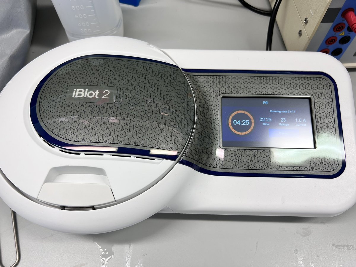 I used the XCell II Blot Module for my western blot (transfer) for years, and recently we’ve got iBlot2, and I just love it. It takes only 7 minutes to transfer (perfectly)! So much time saved. #WesternBlot #MolecularBiology