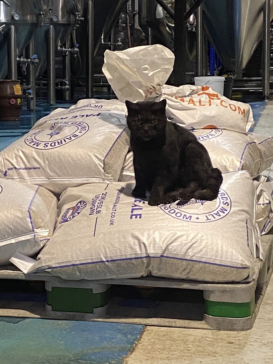 archie_brewcat's tweet photo. Stock check last night, tonight I’m checking the malt for tomorrow’s brew! 🐾🐾🐈⬛ #CatsOfTwitter #brewcat https://t.co/HKdrxbYDvC