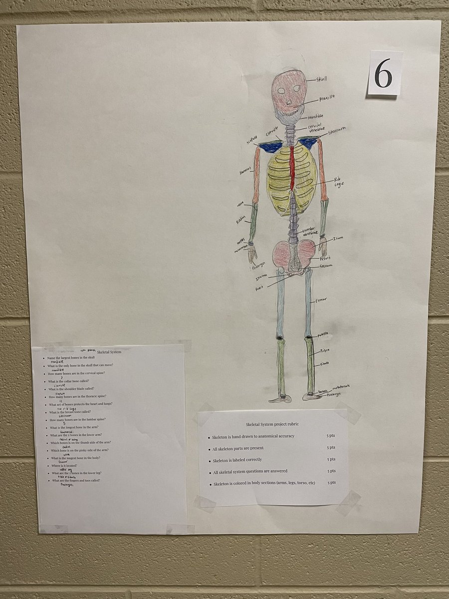 CornerHS_HOSA's tweet photo. Human Body Structures &amp; Functions class completing a skeletal system project! https://t.co/HroZRgoWcU