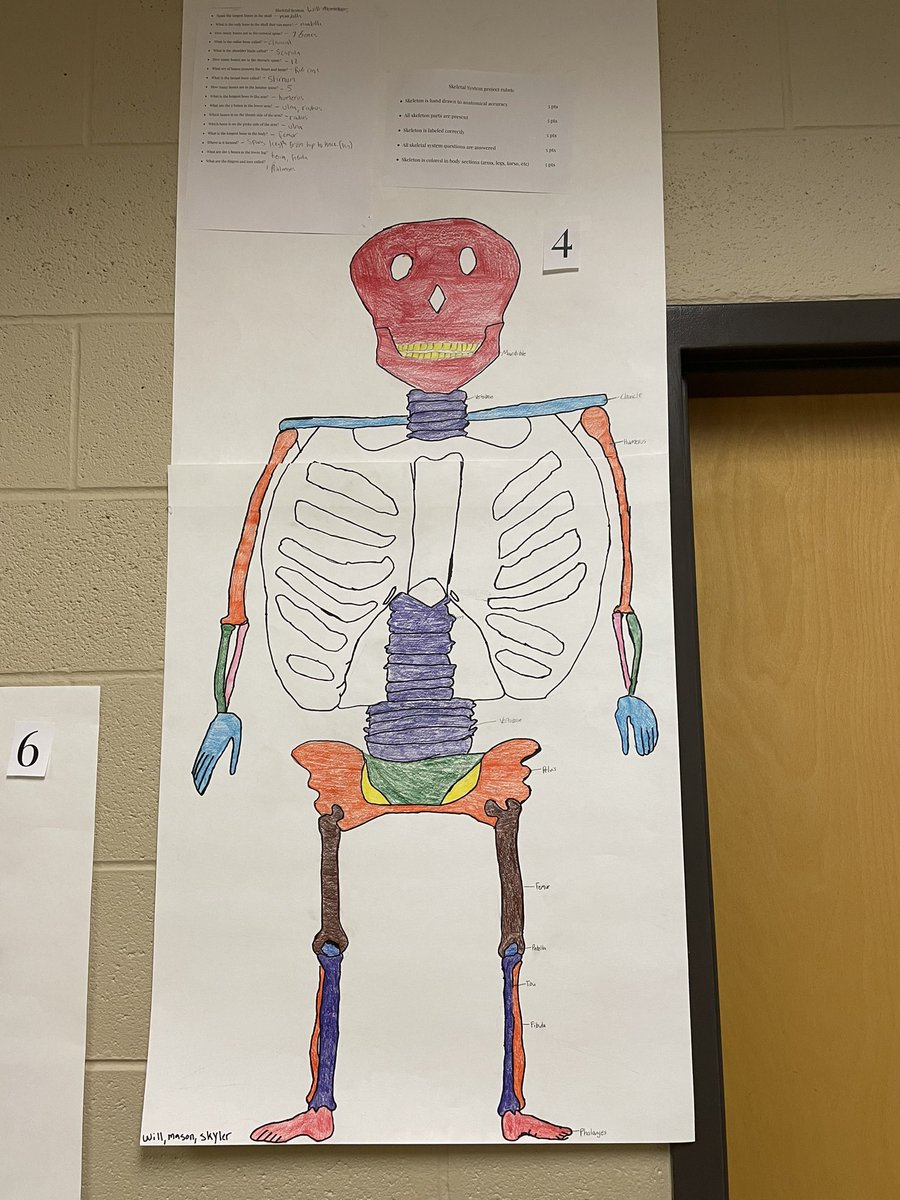 CornerHS_HOSA's tweet photo. Human Body Structures &amp; Functions class completing a skeletal system project! https://t.co/HroZRgoWcU