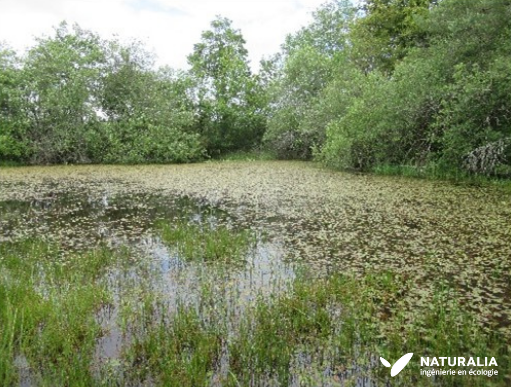 NaturaliaEnv's tweet photo. Journée mondiale des #zoneshumides ! Ces milieux naturels constituent des réservoirs de #biodiversité que nos équipes ont à cœur de préserver !
Ici des photos d'un projet de compensation et de restauration de mares pour les équipes de notre pôle zones humides ! 💧 https://t.co/gio2tTfx5X